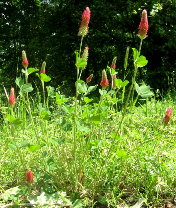 Crimson Clover, TRIFOLIUM INCARNATUM