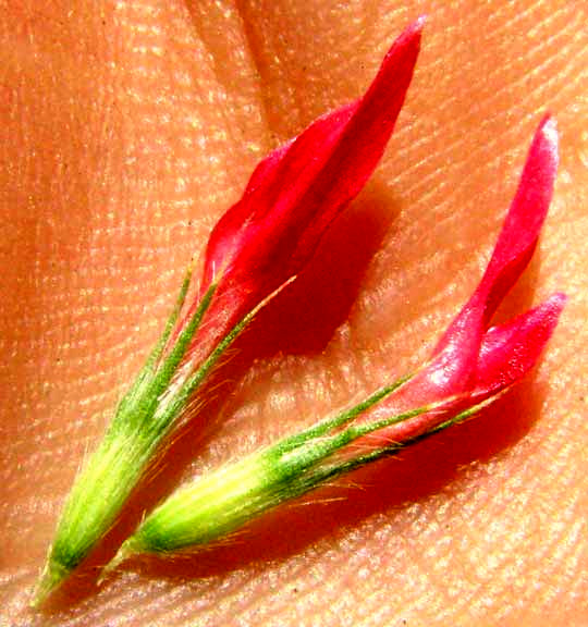 Crimson Clover, TRIFOLIUM INCARNATUM, flowers
