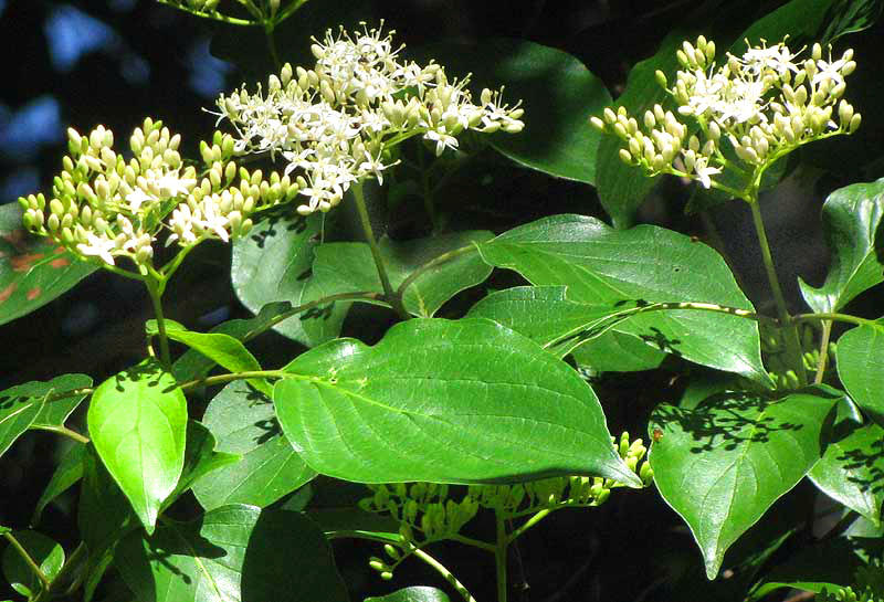 Swamp Dogwood or Silky Dogwood, CORNUS AMOMUM, flowers and leaves