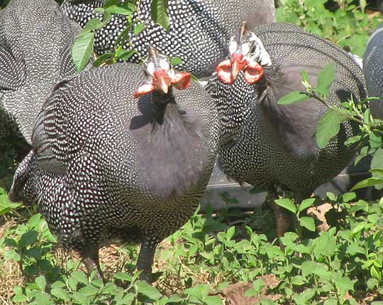 Helmeted Guineafowl, NUMIDA MELEAGRIS, showing flaring wattles