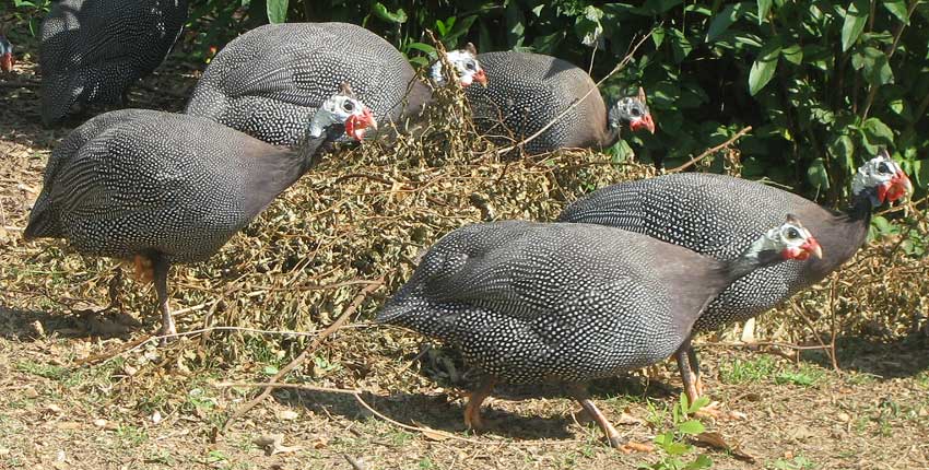 Helmeted Guineafowl, NUMIDA MELEAGRIS