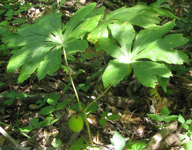 Mayapple, PODOPHYLLUM PELTATUM, fruiting