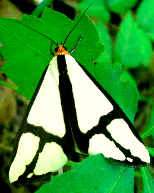 The Neighbor Moth, HAPLOA CONTIGUA