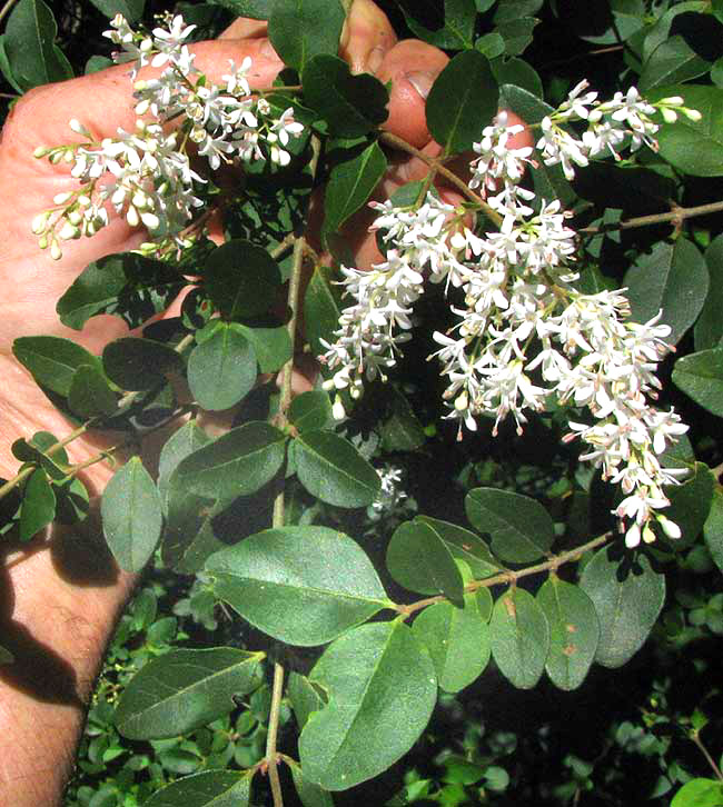 Chinese Privet, LIGUSTRUM SINENSE, leaves & flowers