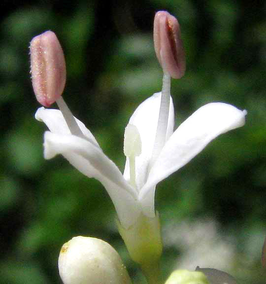 Chinese Privet, LIGUSTRUM SINENSE, flower