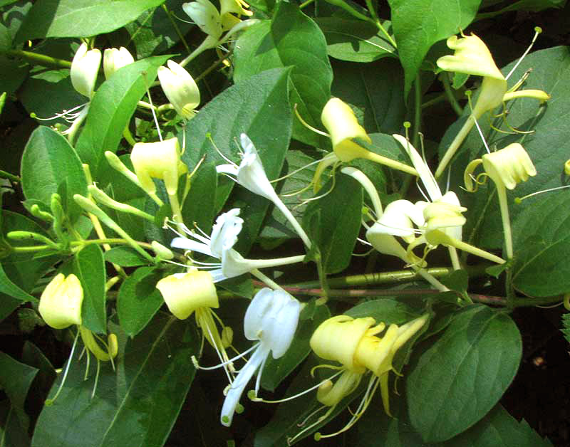 Japanese Honeysuckle, LONICERA JAPONICA, flowers and leaves