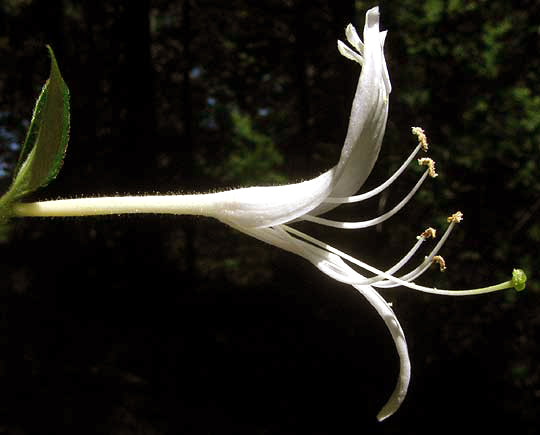 Japanese Honeysuckle, LONICERA JAPONICA, flower close-up