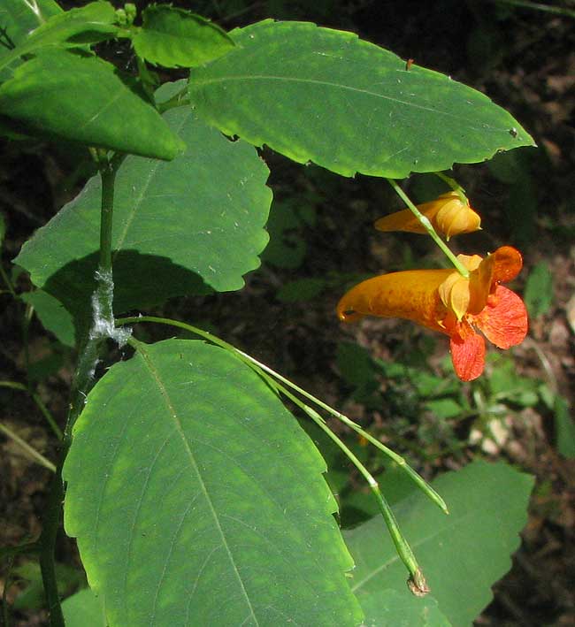 Orange Touch-me-not or Orange Jewelweed, IMPATIENS CAPENSIS, flowers & leaves