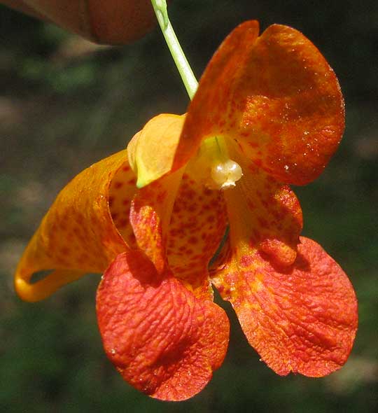 Orange Touch-me-not or Orange Jewelweed, IMPATIENS CAPENSIS, flower front view