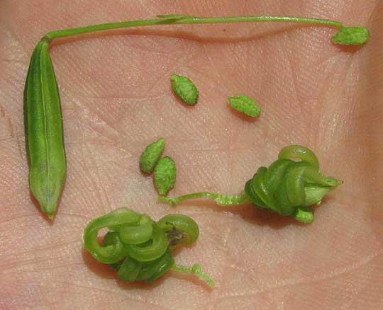 Orange Touch-me-not or Orange Jewelweed, IMPATIENS CAPENSIS, fruits and seeds