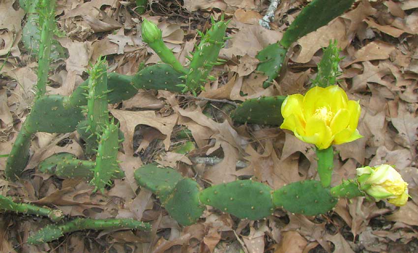 Western Pricklypear, OPUNTIA MACRORHIZA, flowering plant