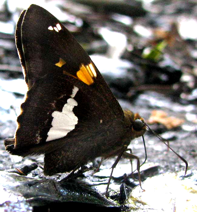 Silver-spotted Skipper, EPARGYREUS CLARUS