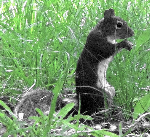 Eastern Gray Squirrel, SCIURUS CAROLINENSIS
