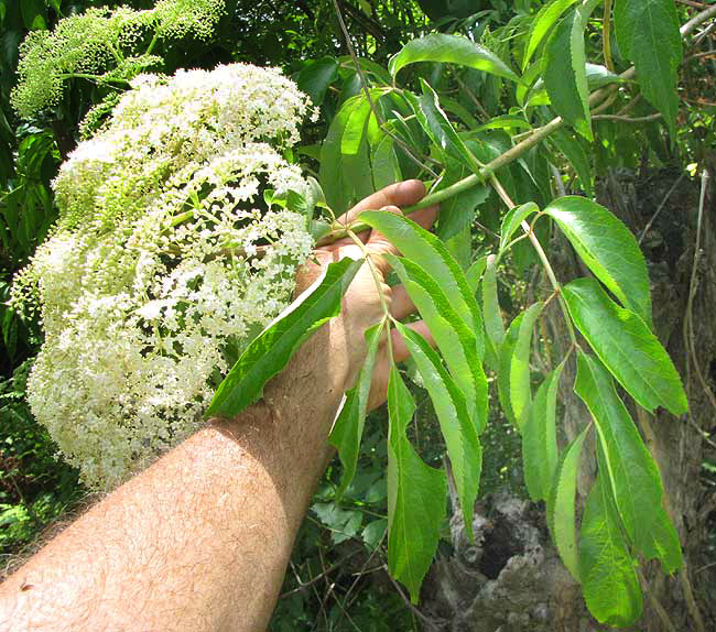 American Elderberry, Sambucus nigra ssp. canadensis, flowers and leaves