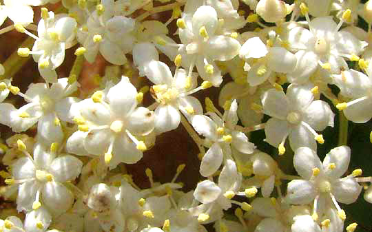 American Elderberry, Sambucus nigra ssp. canadensis, flowers