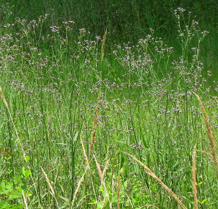 Brazilian Vervain, VERBENA BRASILIENSIS