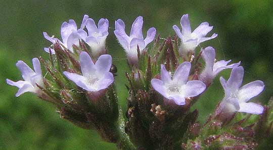 Brazilian Vervain, VERBENA BRASILIENSIS, flower close-up