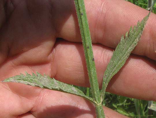 Brazilian Vervain, VERBENA BRASILIENSIS, leaves and stem