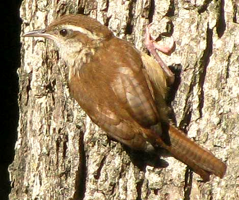 Carolina Wren, THRYOTHORUS LUDOVICIANUS