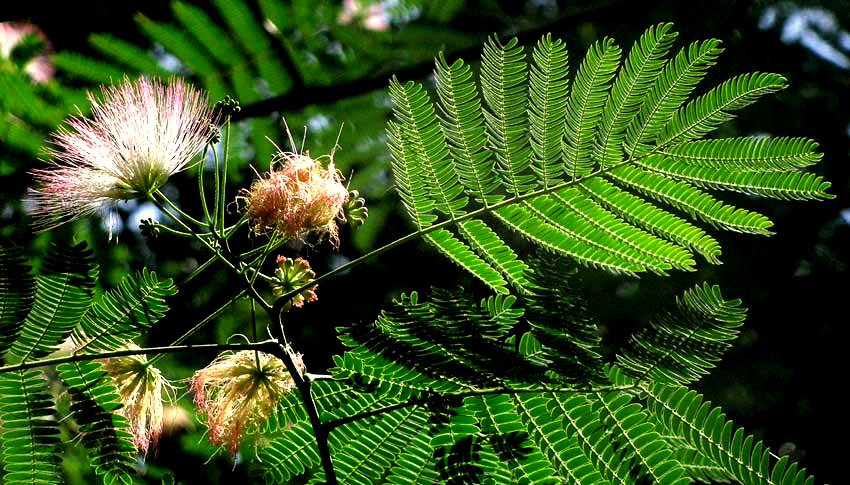 Silk Tree or Mimosa, ALBIZIA JULIBRISSIN, leaves and flowers