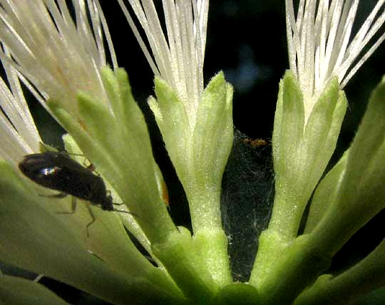 Silk Tree or Mimosa, ALBIZIA JULIBRISSIN, stamen filaments arising from corollas