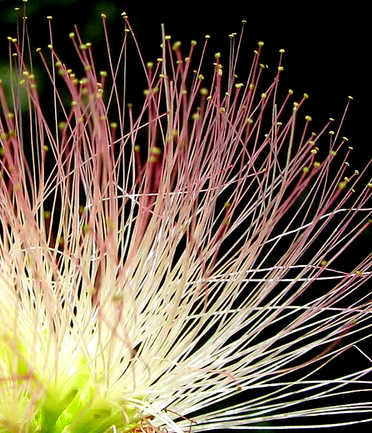 Silk Tree or Mimosa, ALBIZIA JULIBRISSIN, anthers atop filaments