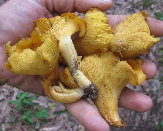 Chanterelle, CANTHARELLUS CIBARIUS, picked