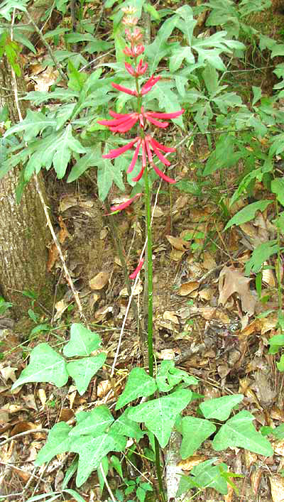 Coral Bean, ERYTHRINA HERBACEA