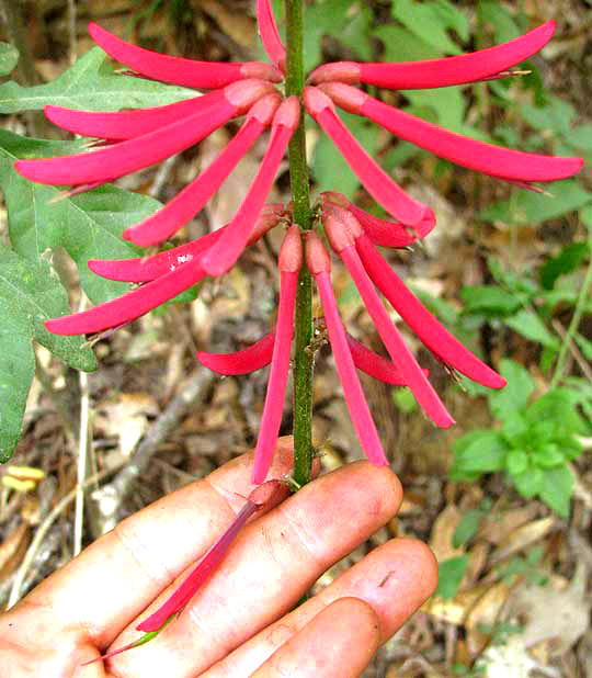 Coral Bean, ERYTHRINA HERBACEA, flowers