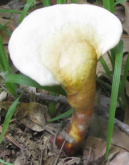 Reishi Mushroom, GANODERMA LUCIDUM