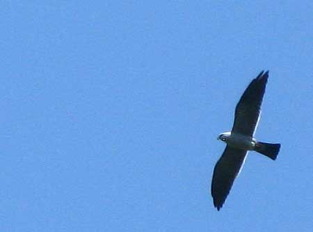 Mississippi Kite, ICTINIA MISSISSIPPIENSIS, as seen overhead