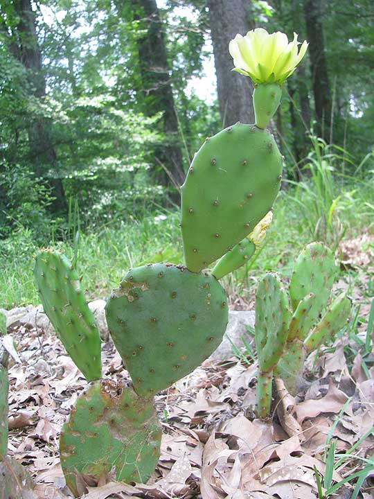 Eastern Pricklypear, OPUNTIA HUMIFUSA, flowering