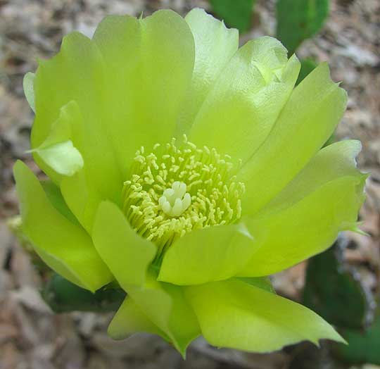 Eastern Pricklypear, OPUNTIA HUMIFUSA, flower