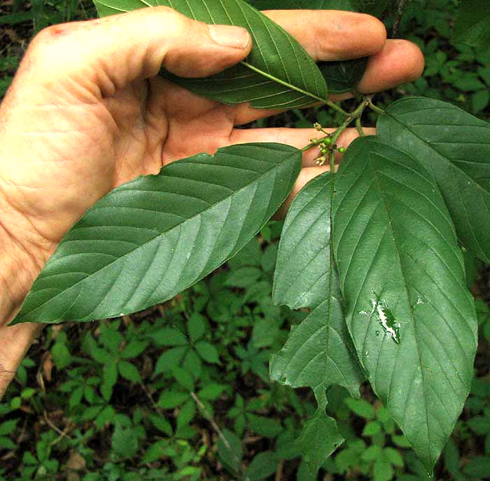 Carolina Buckthorn, FRANGULA CAROLINIANA, leaves & flowers