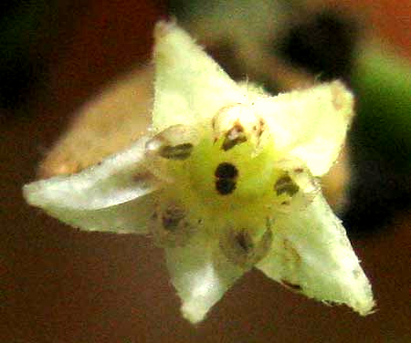 Carolina Buckthorn, FRANGULA CAROLINIANA, flower close-up