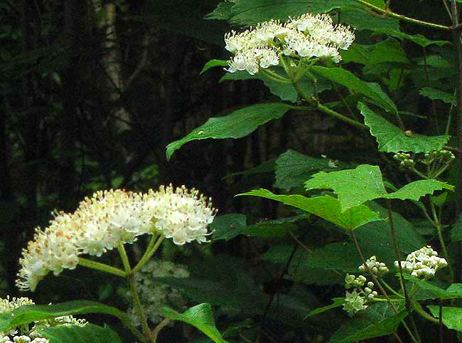 Arrow-Wood, VIBURNUM DENTATUM, flowers and leaves