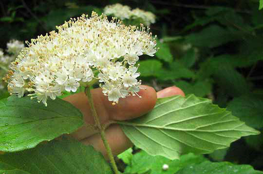 Arrow-Wood, VIBURNUM DENTATUM, flowers and leaf underside