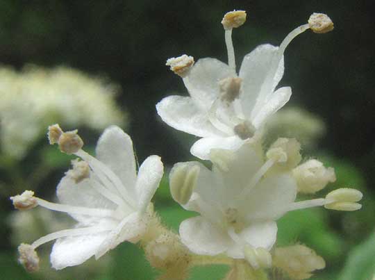 Arrow-Wood, VIBURNUM DENTATUM, male flowers
