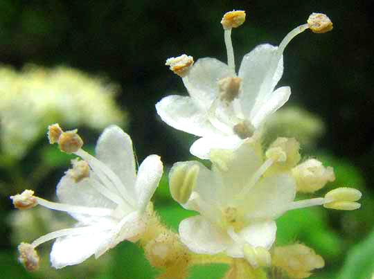 Arrow-Wood, VIBURNUM DENTATUM, male flowers