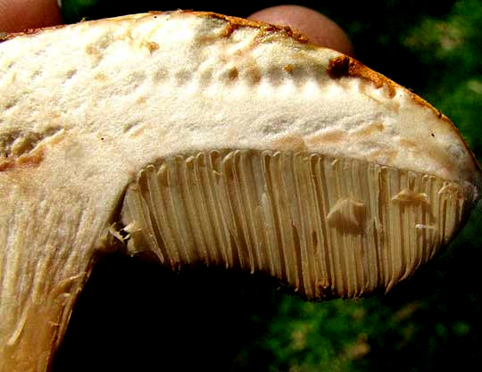 XANTHOCONIUM PURPUREUM, longitudinal section showing pore tubes