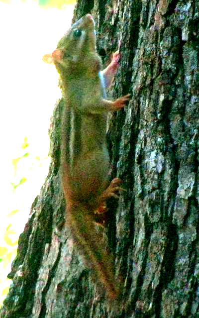 Eastern Chipmunk, TAMIAS STRIATUS