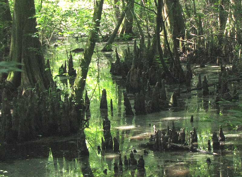 cypress knees