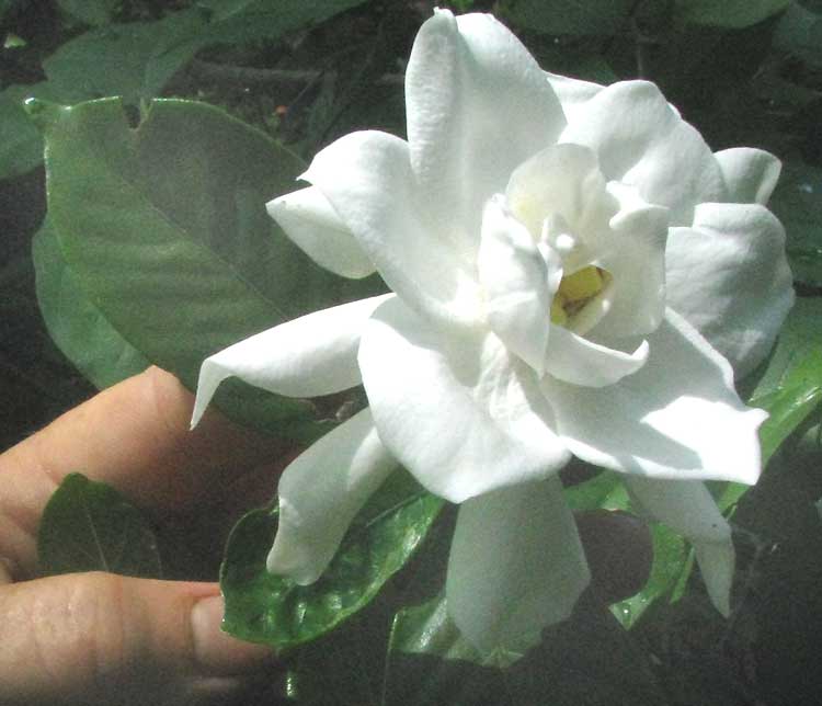 Gardenia flower, GARDENIA JASMINOIDES