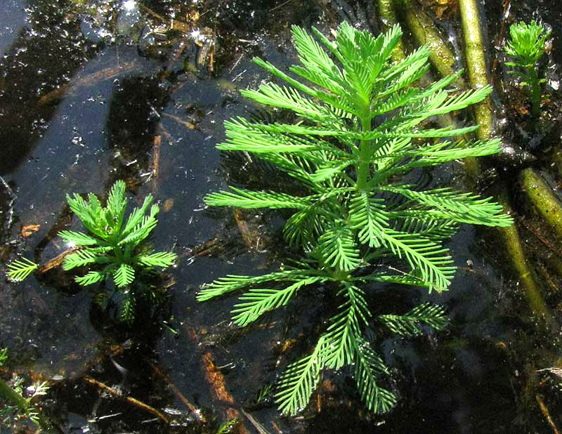 Parrotfeather, MYRIOPHYLLUM AQUATICUM