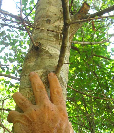 QUERCUS HEMISPHAERICA, bark and stems of young tree