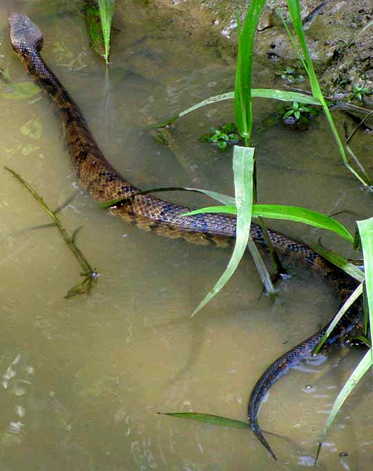 Diamond-Backed Water Snake, NERODIA RHOMBIFER