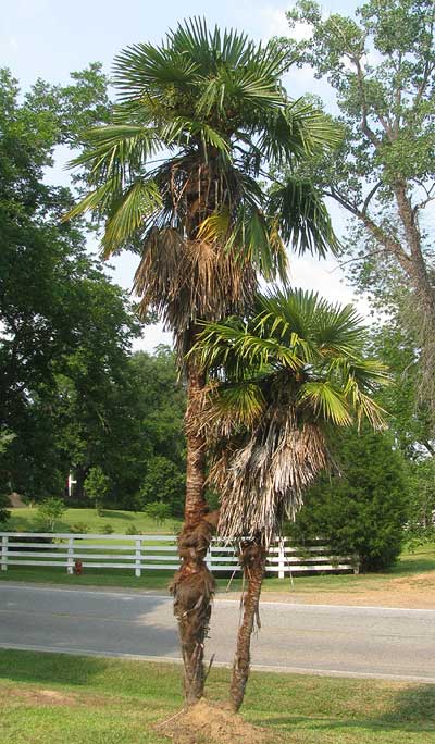 Thatch Palm, THRINAX RADIATA