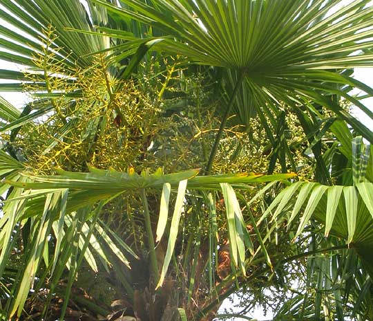 Thatch Palm, THRINAX RADIATA, flowers & fruits