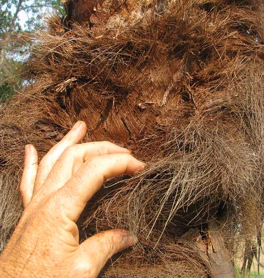 Thatch Palm, THRINAX RADIATA, fiber on trunk