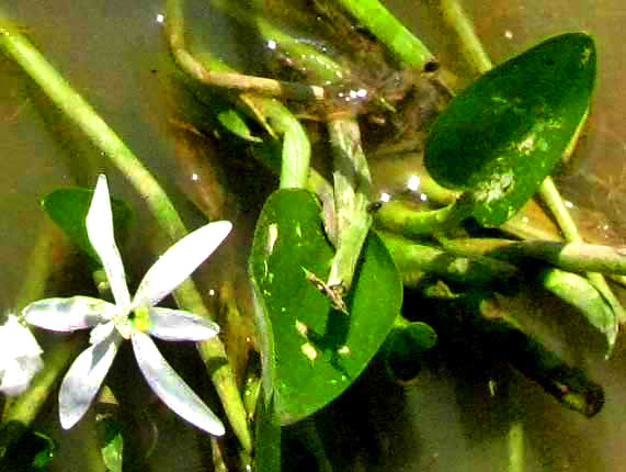 Mudplantain, HETERANTHERA LIMOSA